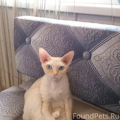 Пропал Девон Рекс Дюшес, Ленинск-Кузнецкий