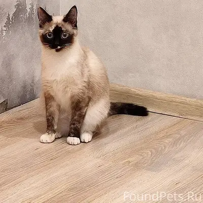 Пропала кошка, район Брянского моста