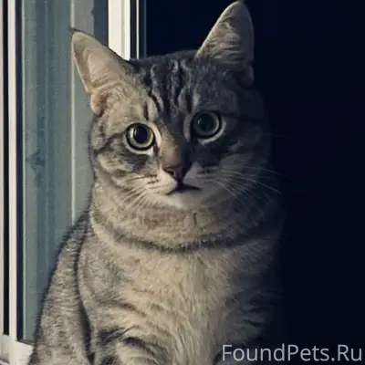Пропал кот Тайсон, ул. Ногина