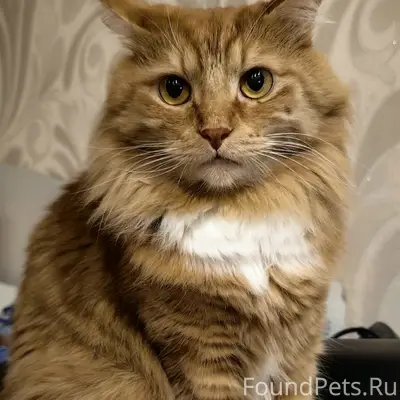 Пропал рыжий кот с ошейником, СНТ Надежда