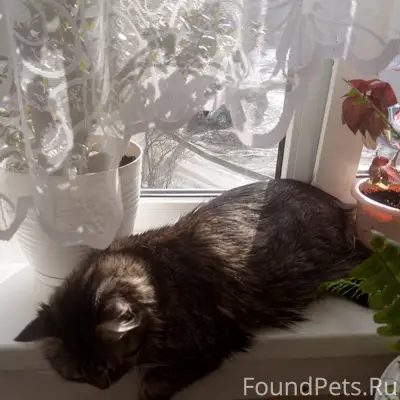 Пропала норвежская кошка Жужа, пр. Строителей