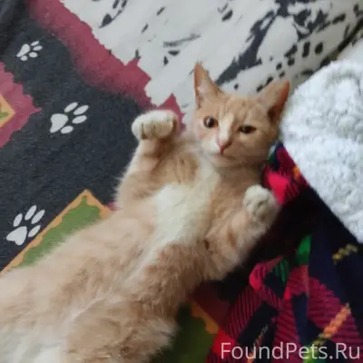 Пропал котёнок, г. Муром