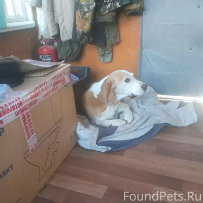 Найден щенок, возможно потерялся, Бежецкая улица