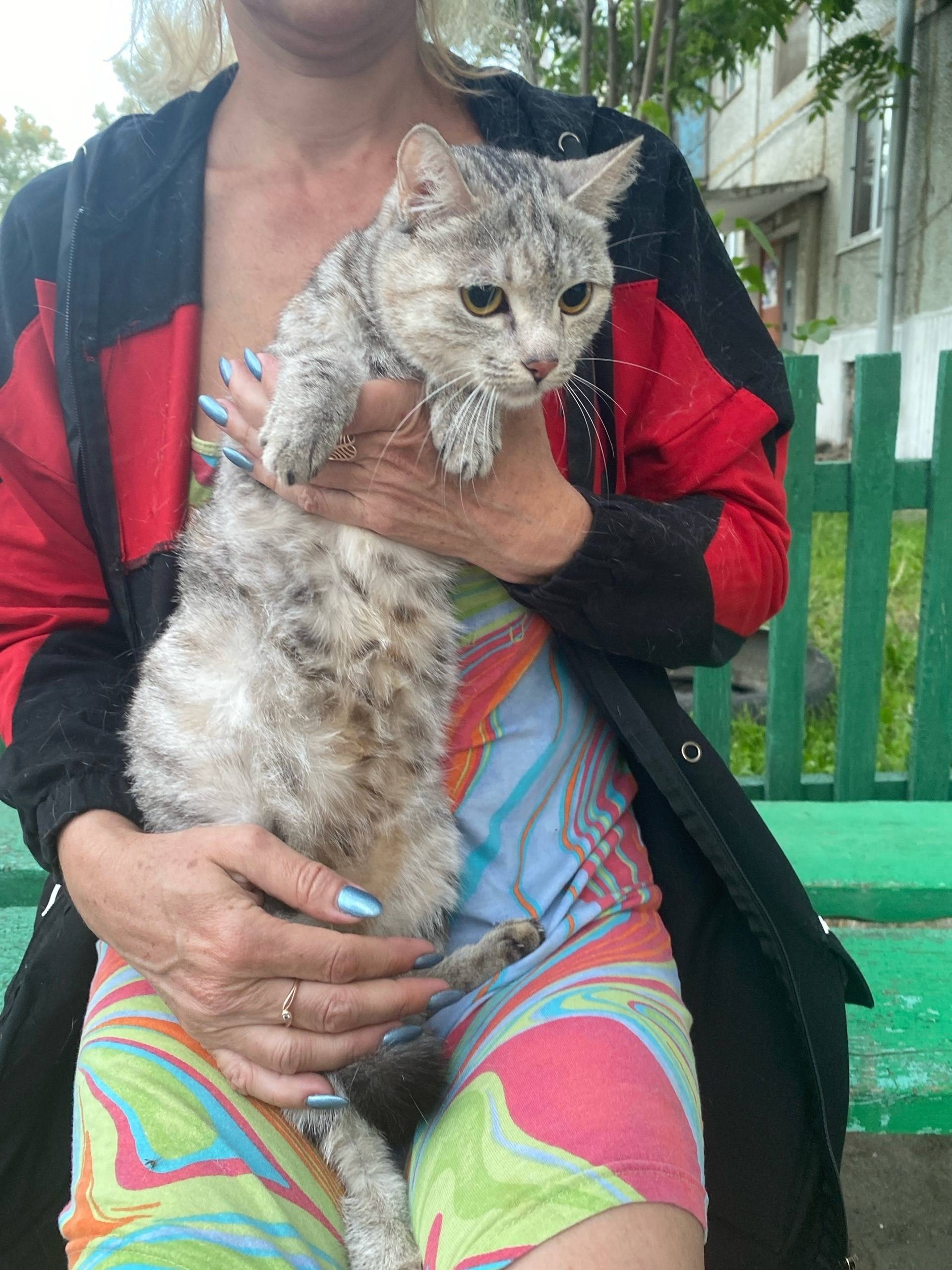 Найдена кошка, 1 район городка