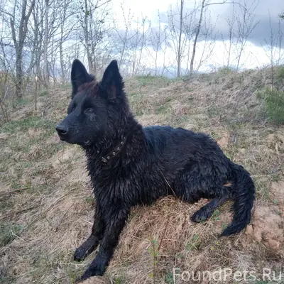 Пропал щенок немецкой овчарки, чёрный, Первомайские горки