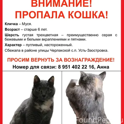 Пропала кошка