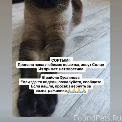 Пропала кошка, Хусаинова 11