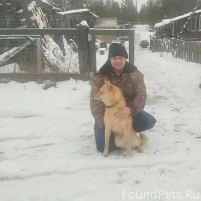 Пропал Карельская лайка Фокс, д. Возрицы