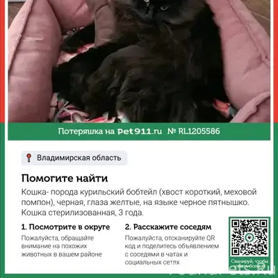 Пропала кошка Сима, курильский бобтейл, Жуклино