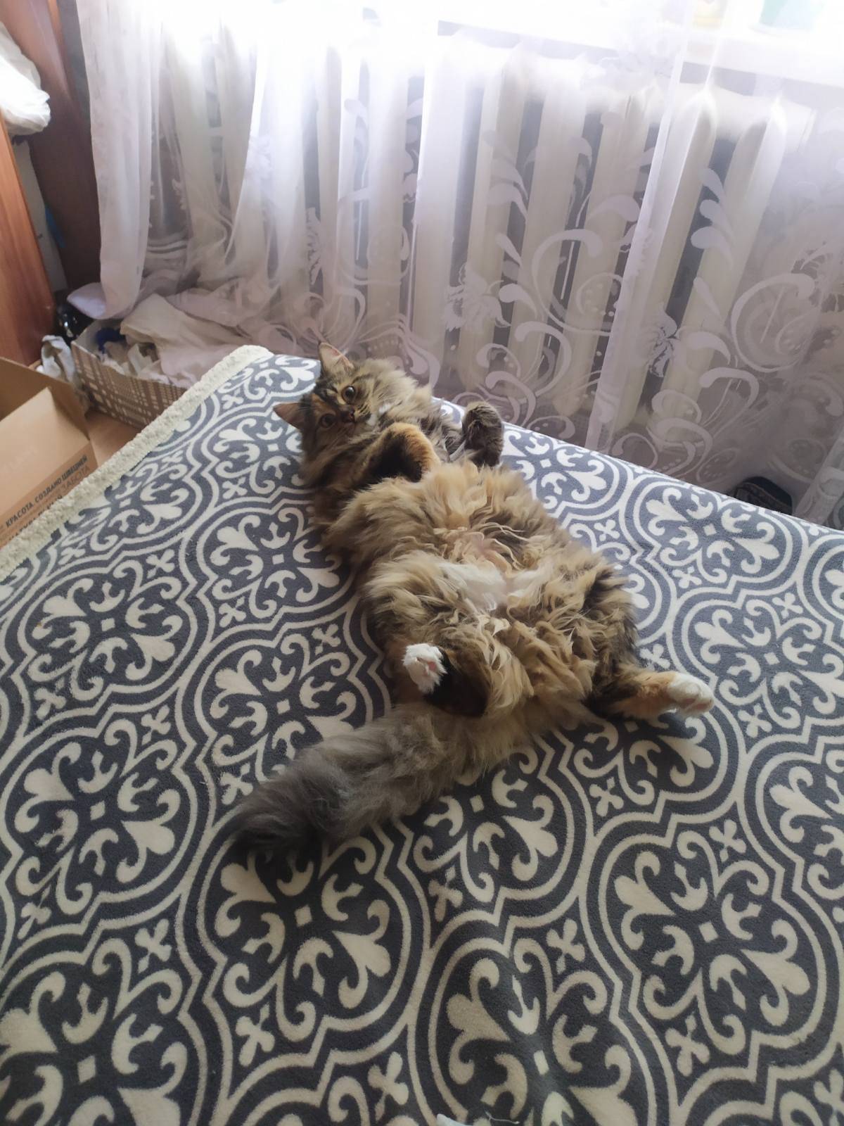 Пропала кошка