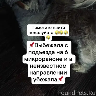 Пропал Ши-тцу Буба, 6 микрорайон