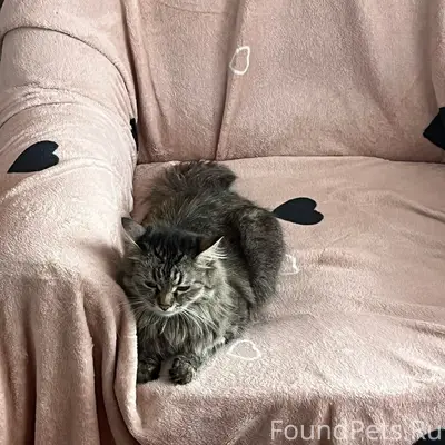 Пропала кошка Стёпа, Заводской микрорайон