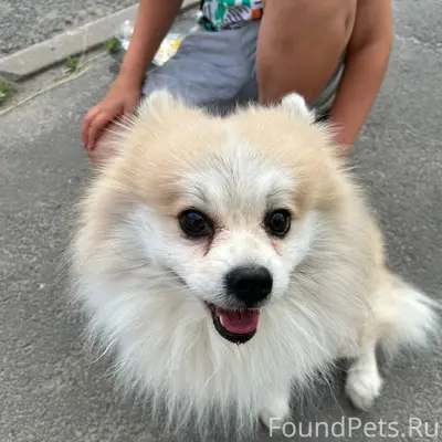 Пропала собака, без местоположения