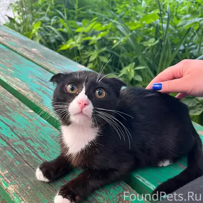 Найден котёнок, Калуга