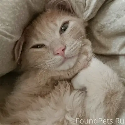 Пропал кот, район 15, ул. Комсомольская 57