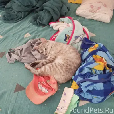 Пропала кошка Тимона, снт Цветущий сад