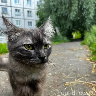 Найден кот, Героев Хасана 149