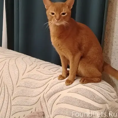 Пропал кот