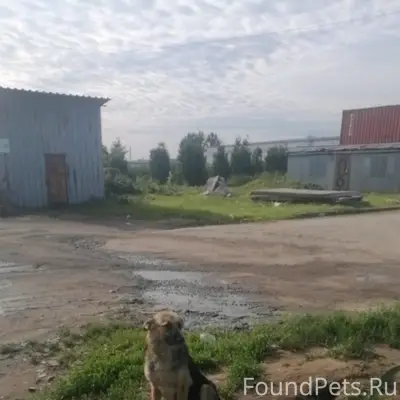 Пропали собаки с промзоны