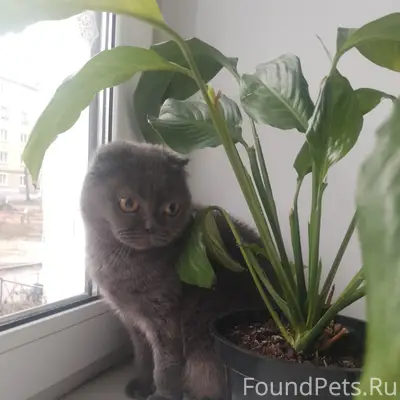 Пропала кошка, дом Дружба 62