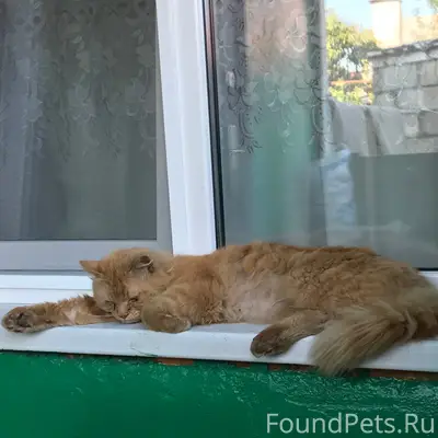 Найден кот, Окружной проезд