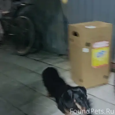Найден такс, без клички