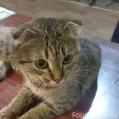 Найдена вислоухая кошка, Воронеж