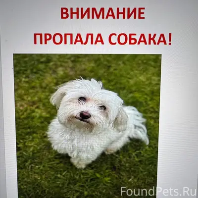 Пропала Мальтийская болонка Мия, деревня Терновка