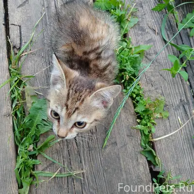 Найден котёнок, улица Ленина