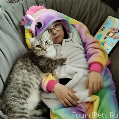Пропала кошка Няша, район 17-ой школы