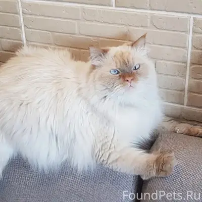 Пропал кот Людвиг, район Бурвода
