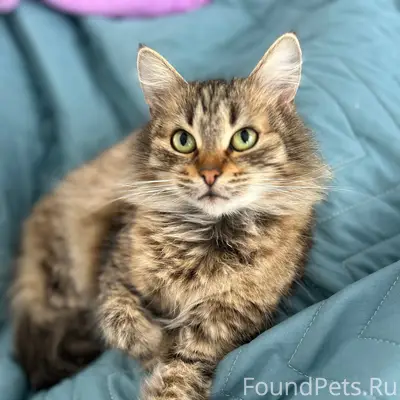 Пропала кошка Симка, Восточный мкр.