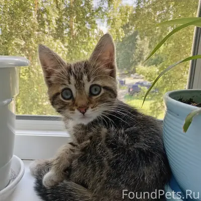 Найден котёнок, Ягры