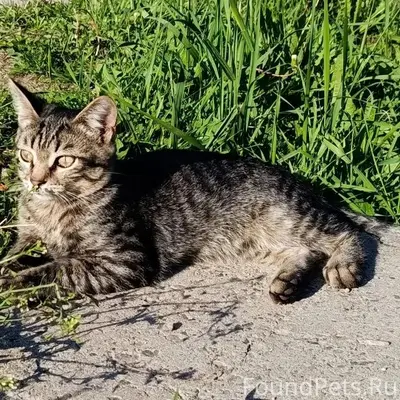 Пропал котёнок, верхний посёлок