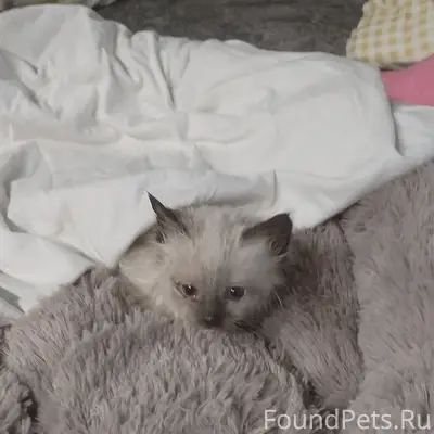 Найден котёнок, шестёрка