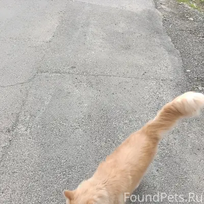 Найден рыжий кот, возле ул. Гагарина, д. 65