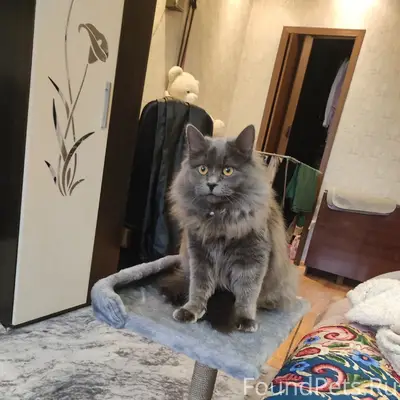 Пропала кошка, ул. Гагарина д.10