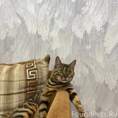 Пропал бенгал Тайсон, Ногина 20