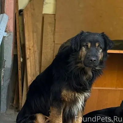 Пропал пёс, Симферополь, район Свобода