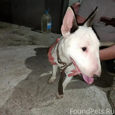 Найден бультерьер, станица Новопокровская
