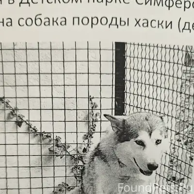 Найден хаски, Симферополь, Детский парк
