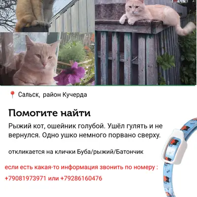 ‼️Пропал рыжий кот(Буба). Сальск р-н Кучур-да