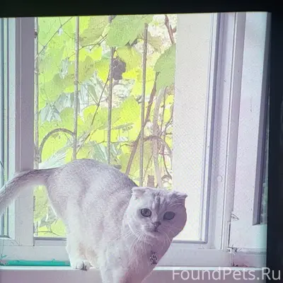 Пропала кошка, район Красноармейская