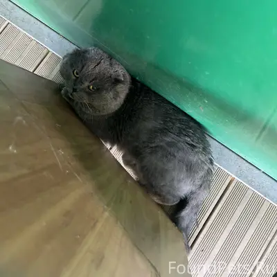 Найден кот