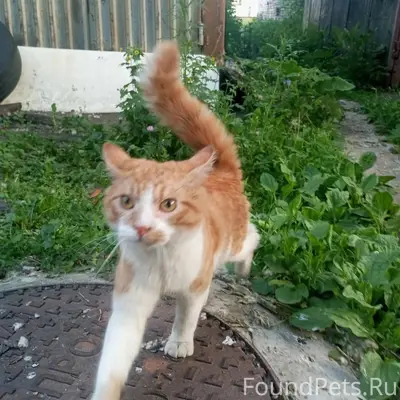 Пропал рыжий кот, Мытищи