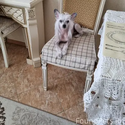 Пропала китайская хохлатая, Белово