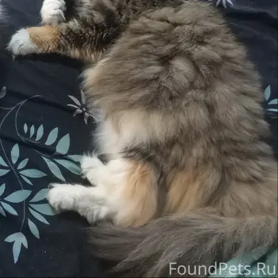 Пропала кошка, район Кушайки