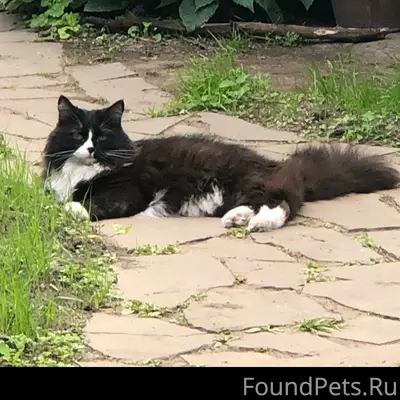Пропала кошка Шерри, ул. Пожарского