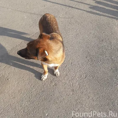 Пропала собака, район «Сити Молл»