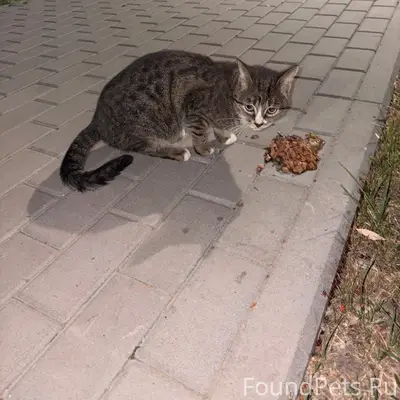 Найдена кошка, г. Рязань, район пл. Победы